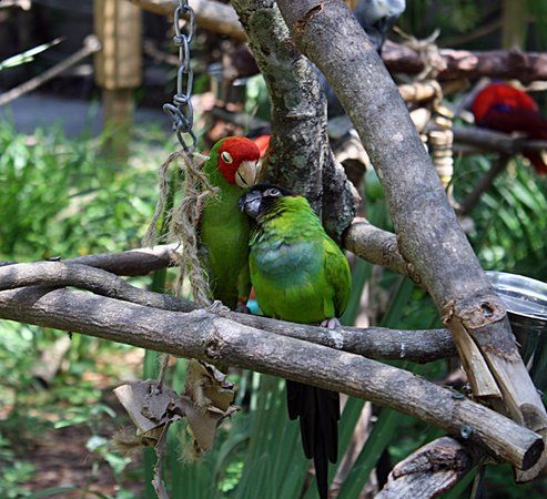 ZooWorld zoologisk og botanisk hage